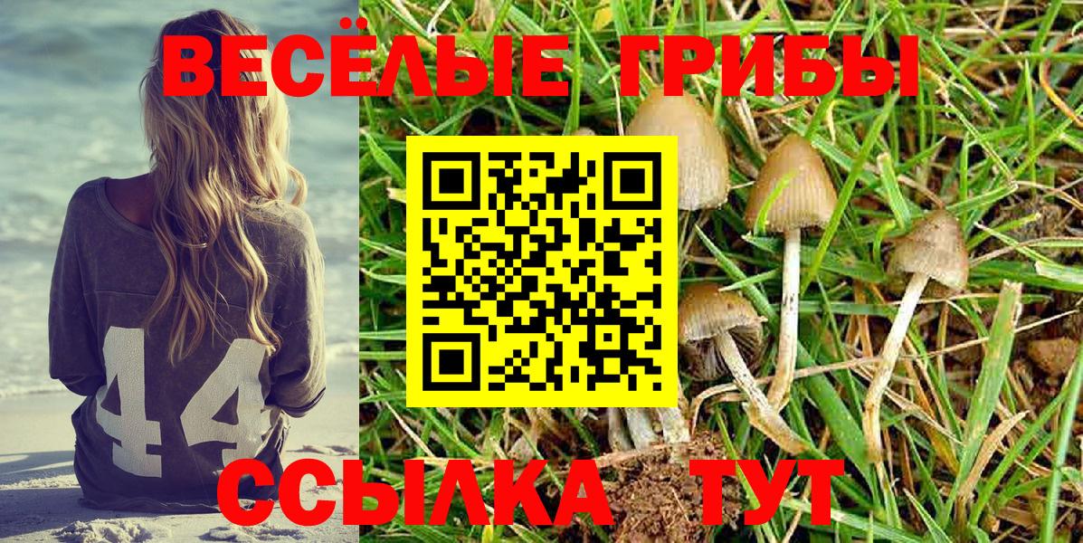 Галлюциногенные грибы Psilocybine cubensis Калининград